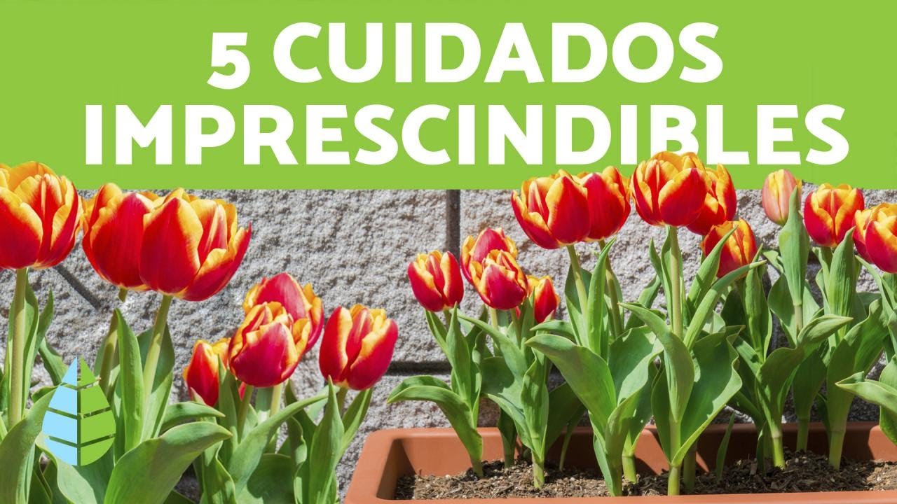 C&oacute;mo CUIDAR TULIPANES en MACETA 🌷 &iexcl;Ubicaci&oacute;n, Riego y M&aacute;s!
