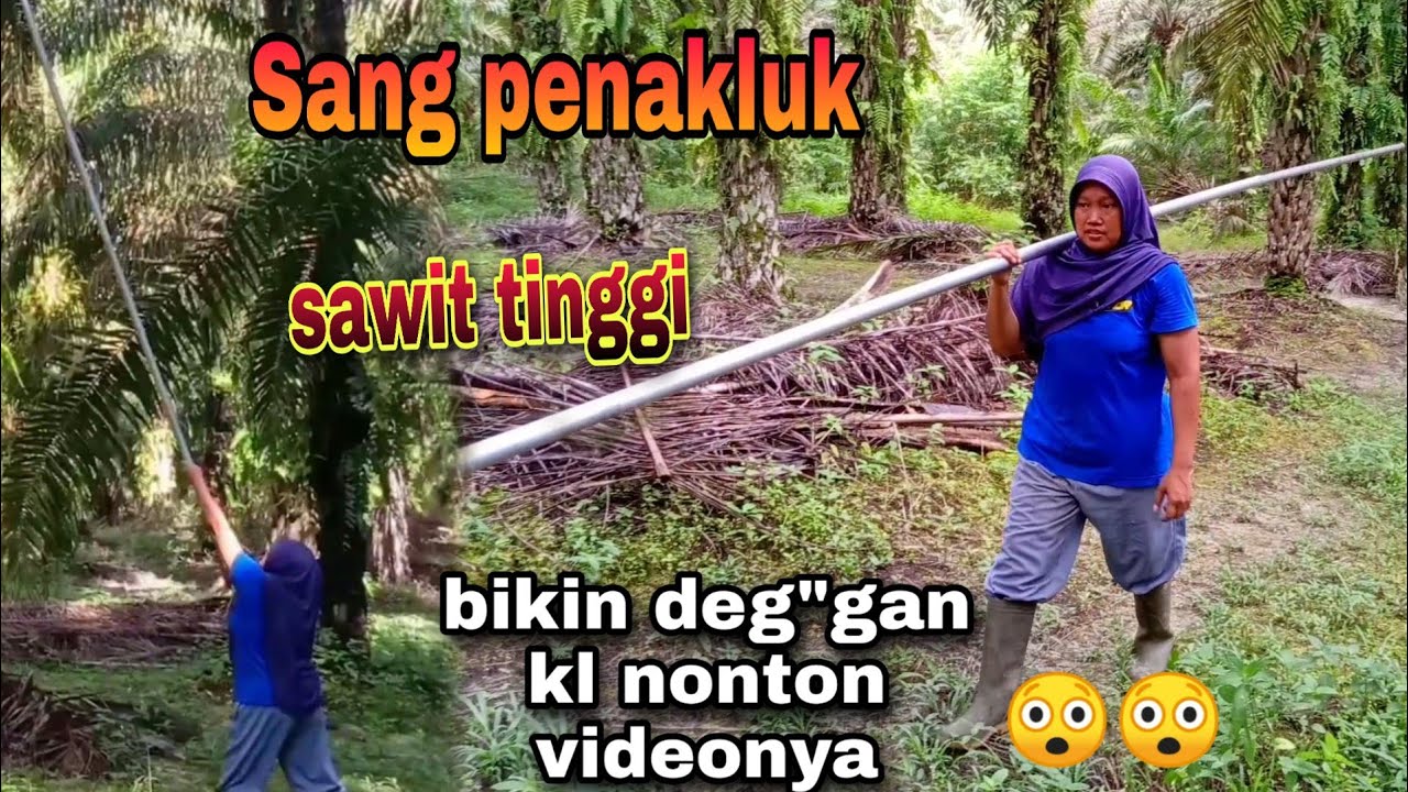 ini dia pemanen sawit wanita || sang penakluk sawit tinggi belasan meter di Jambi