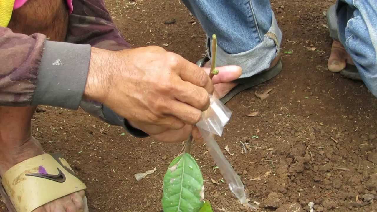 Cacao Grafting #1, Grover Rosit