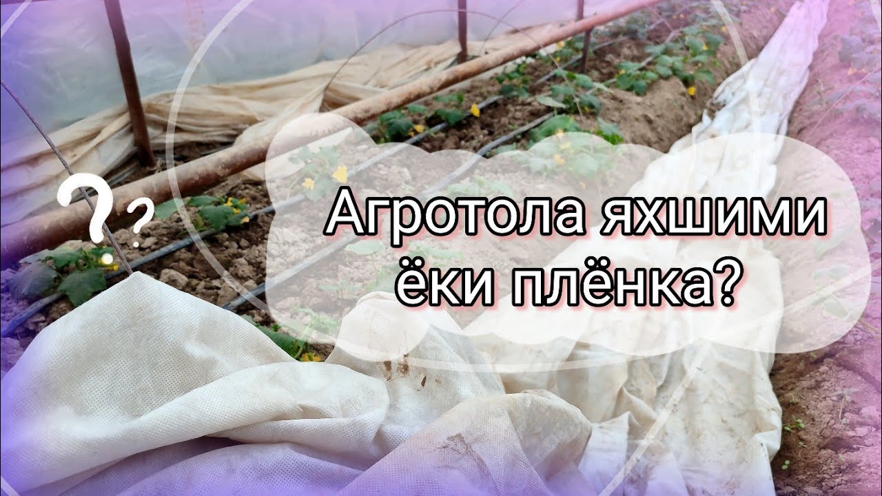 Агротола яхшими ёки плёнка?