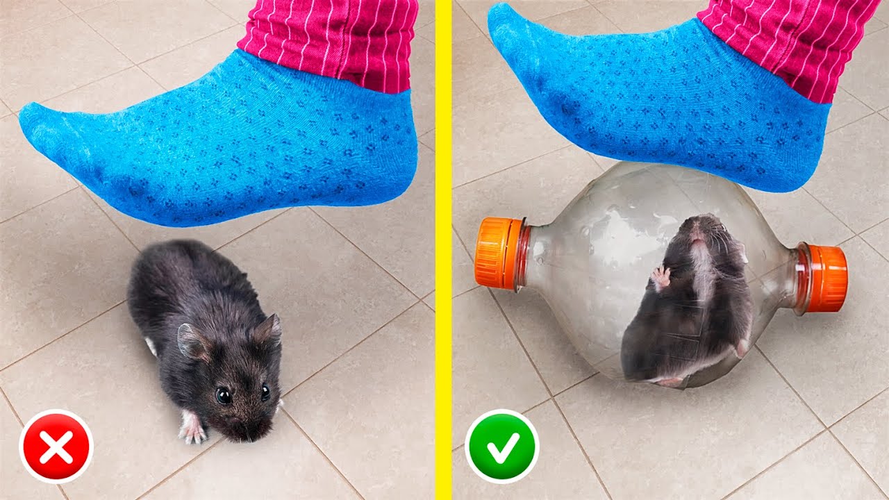 13 Mẹo Tự Làm Đồ Thủ Công Sáng Tạo Cho Hamster!