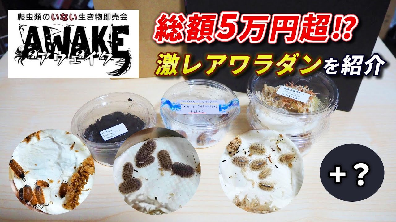 ワラダン販売イベントにてまたも激レアワラダン達をお迎えしてきました【東京AWAKE】