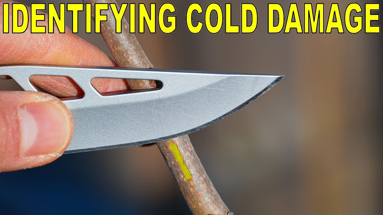 Identifying Cold Damage On Trees And How To Fix It
