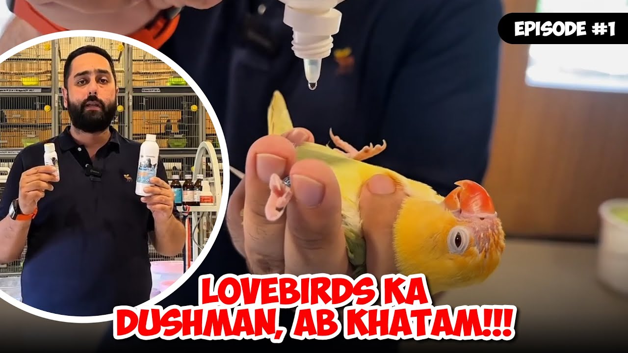 Lovebirds Ka Dushman, Ab Khatam!!! #episode1