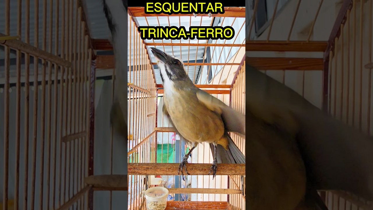 TRINCA-FERRO ESQUENTANDO E MACHEANDO QUENTE CANTO DE CHUVA ABRE CANTO, DESTRAVA TRINCAFERRO #shorts