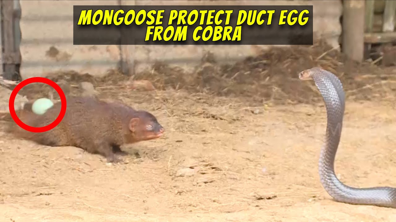 Garangan Lindungi Telur Bebek dari Serangan Cobra | Trans7 Global (24/11/22)