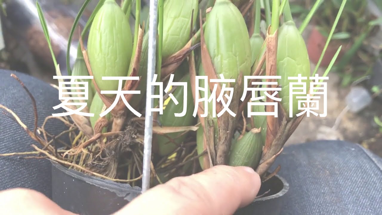 牛奶香味的腋唇蘭 如何照顧呢？ 夏天的腋唇蘭 夏天成長狀況