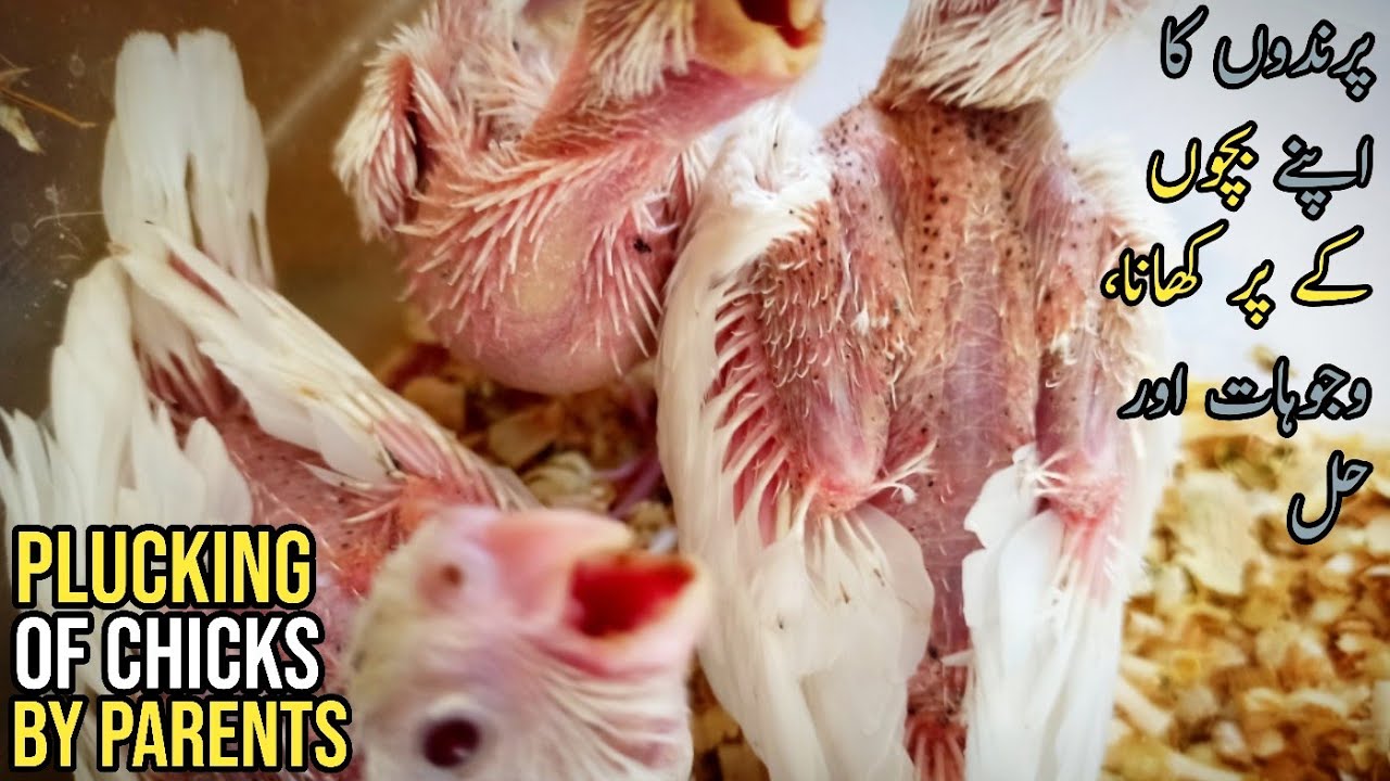 Plucking of Chicks By Parents | Reasons and Solutions