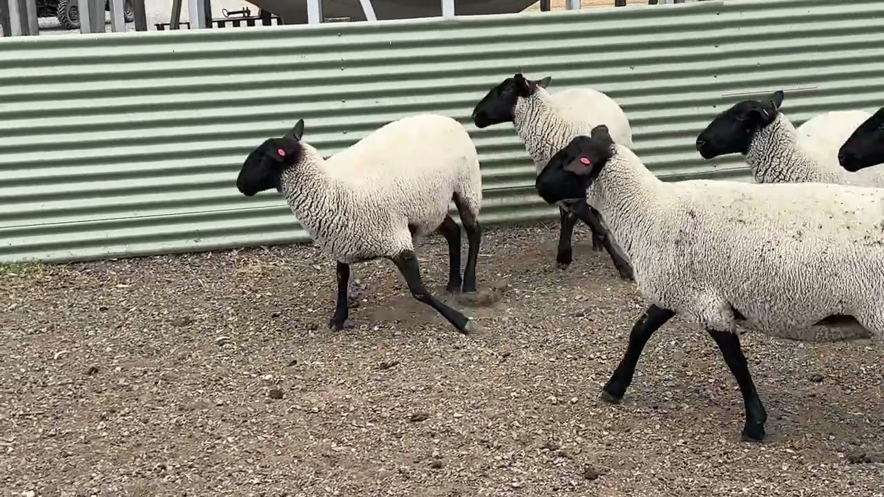 Kyneton Ewe Sale 2026 - Commercial Group 1