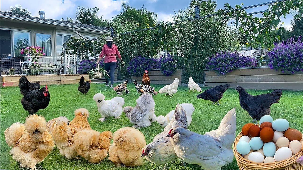 How to Raise Organic Chickens for Eggs. Gardening Tips + Harvest. Organic Farming