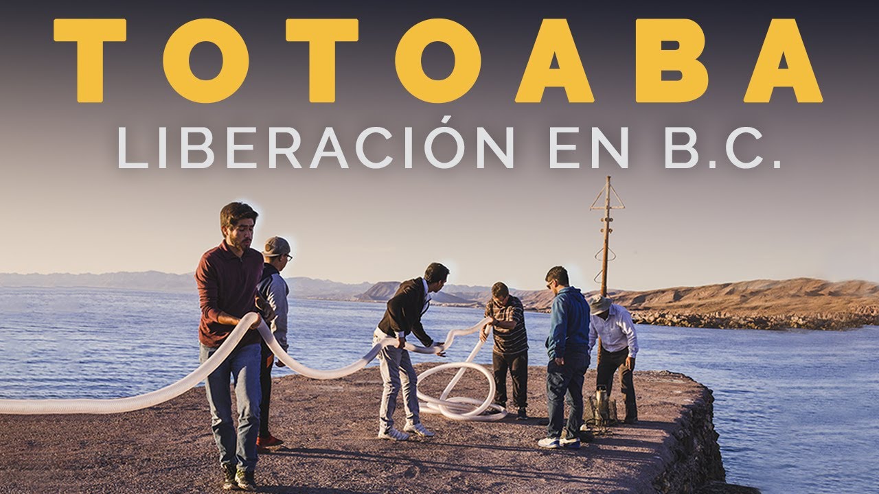 Cómo es una Liberación de TOTOABAS