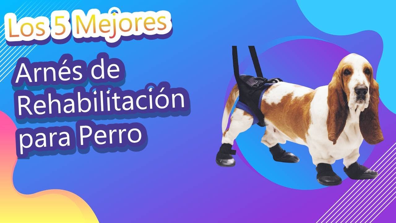 Los 5 Mejores Arnés de Rehabilitación para Perro