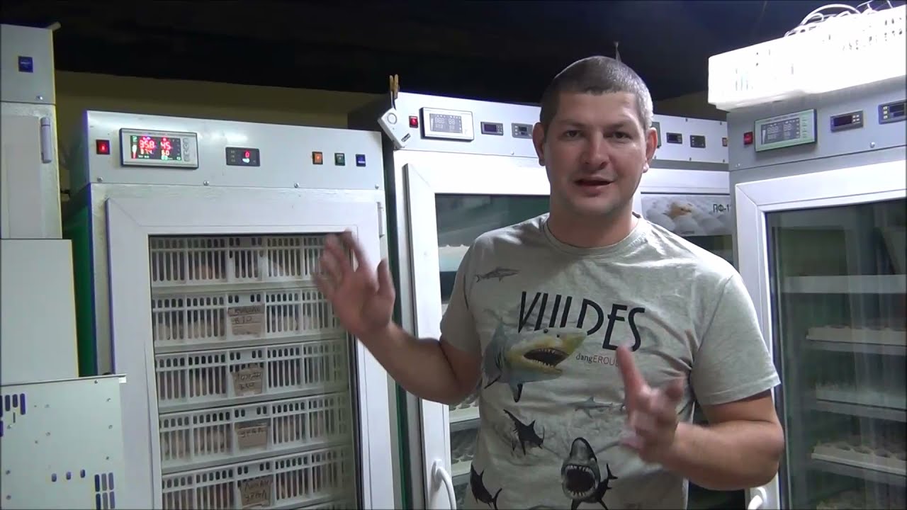 Инкубатор Норма Урал, вывод цыплят ,мои ошибки