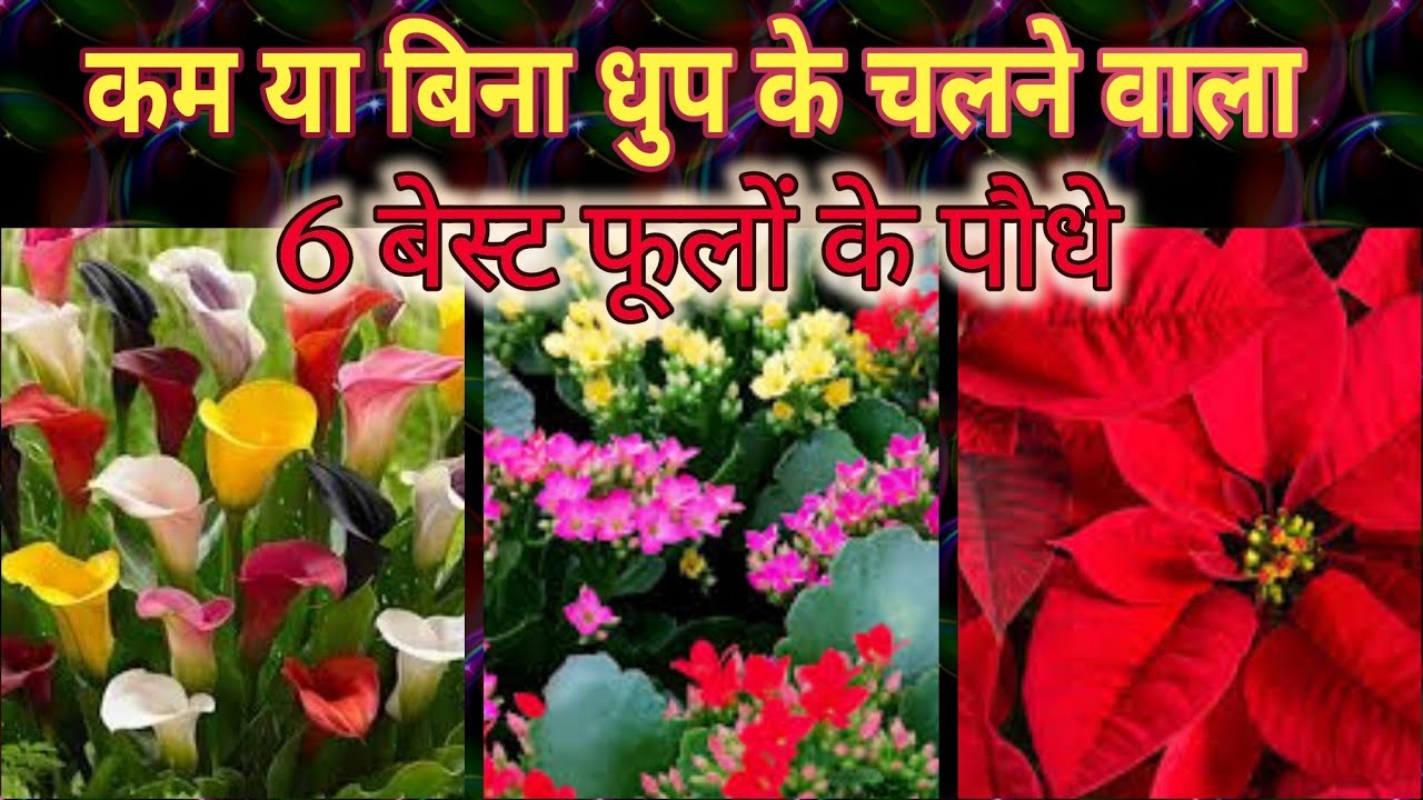आप घर में जरूर लगाएं कम या बिना धुप के चलने वाले 6 बेस्ट फूलों के पौधे /6 Shade loving Flower Plants