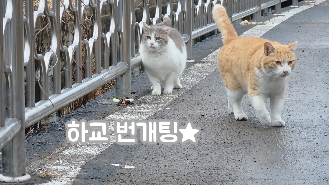 [#] 몰래 뒤쫓아오다 영역을 벗어난 고양이의 행동