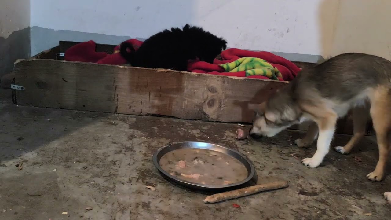 今天下雪全年最冷的一天，晚上加菜#gouachepainting #goundamani #gourmet #gourigopalashram #狗狗的心思都写在脸上了 #狗狗 #狗