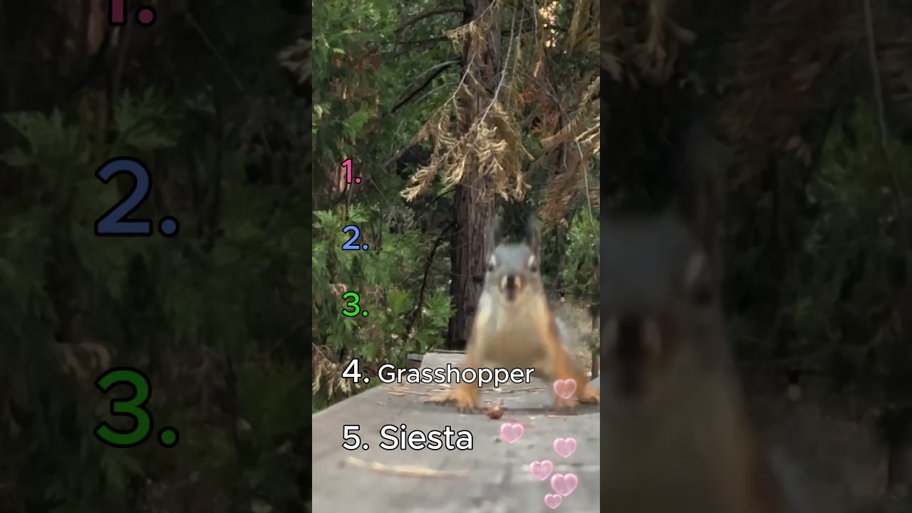 THESE SQUIRRELS ARE SO FUNNY AND CUTE I TOP 5 BEST SQUIRRELS #squirrel #funny #animals #pets #fun