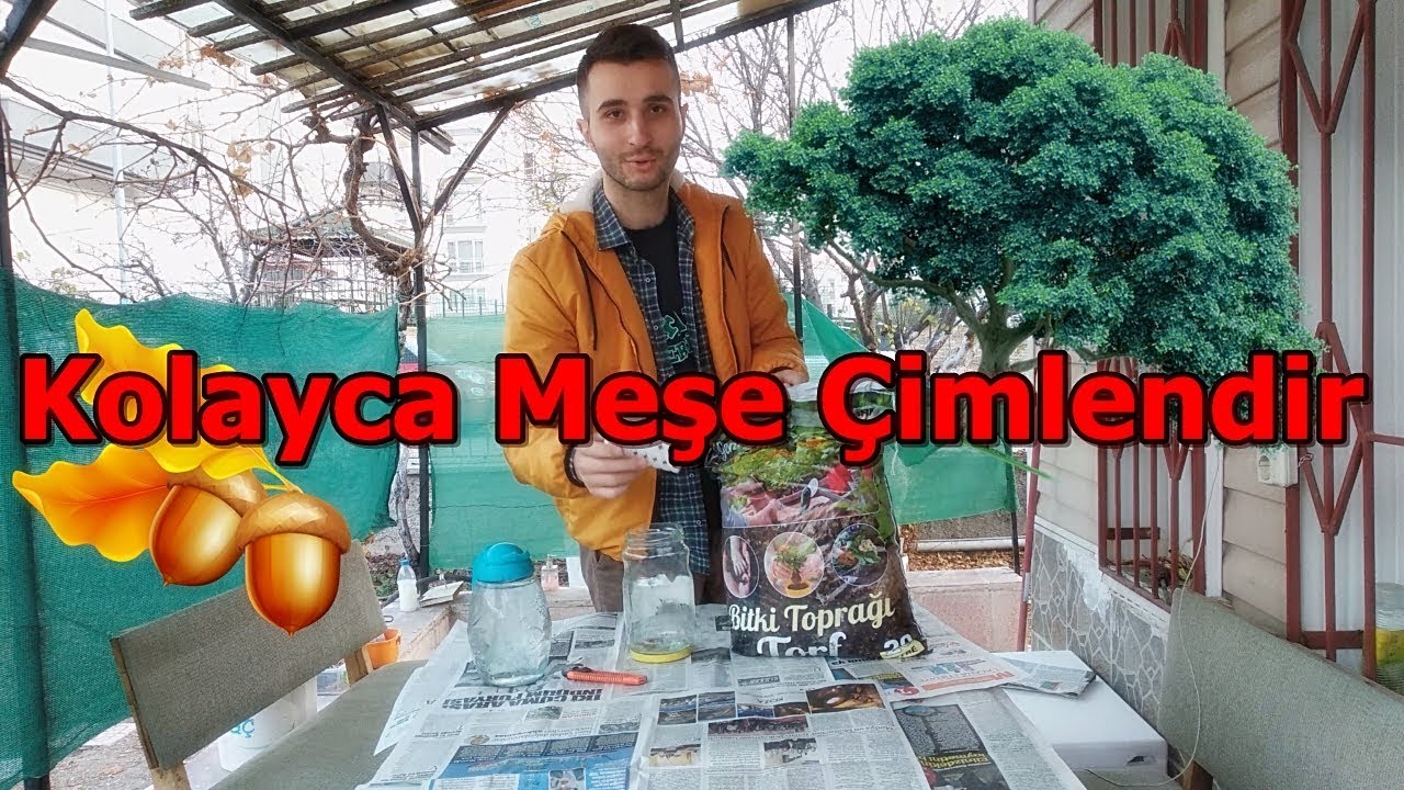 EVDE MEŞE PALAMUDU ÇİMLENDİRDİM