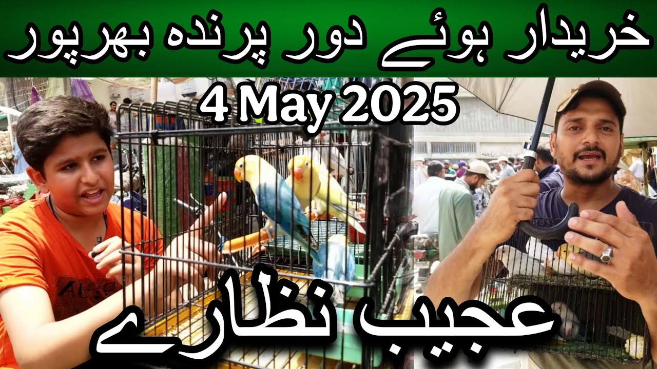 Lalukhet birds market part 2 5 May 2025 | Cheapest price birds market in karachi pakistan