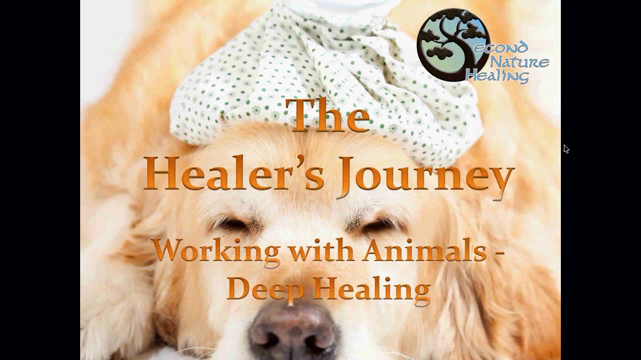 Working with Animals for Deep Healing