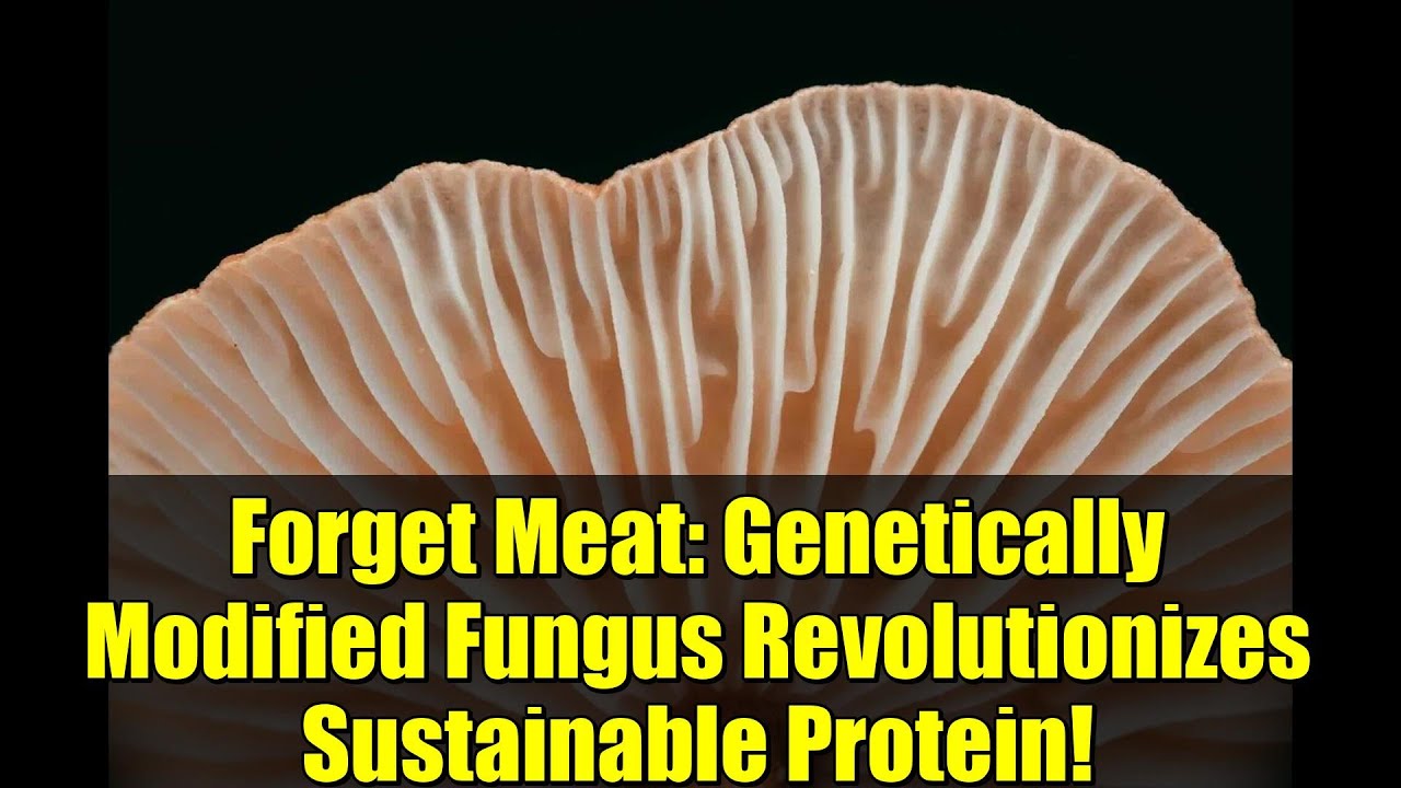 Forget Meat: Genetically Modified Fungus Revolutionizes Sustainable Protein!