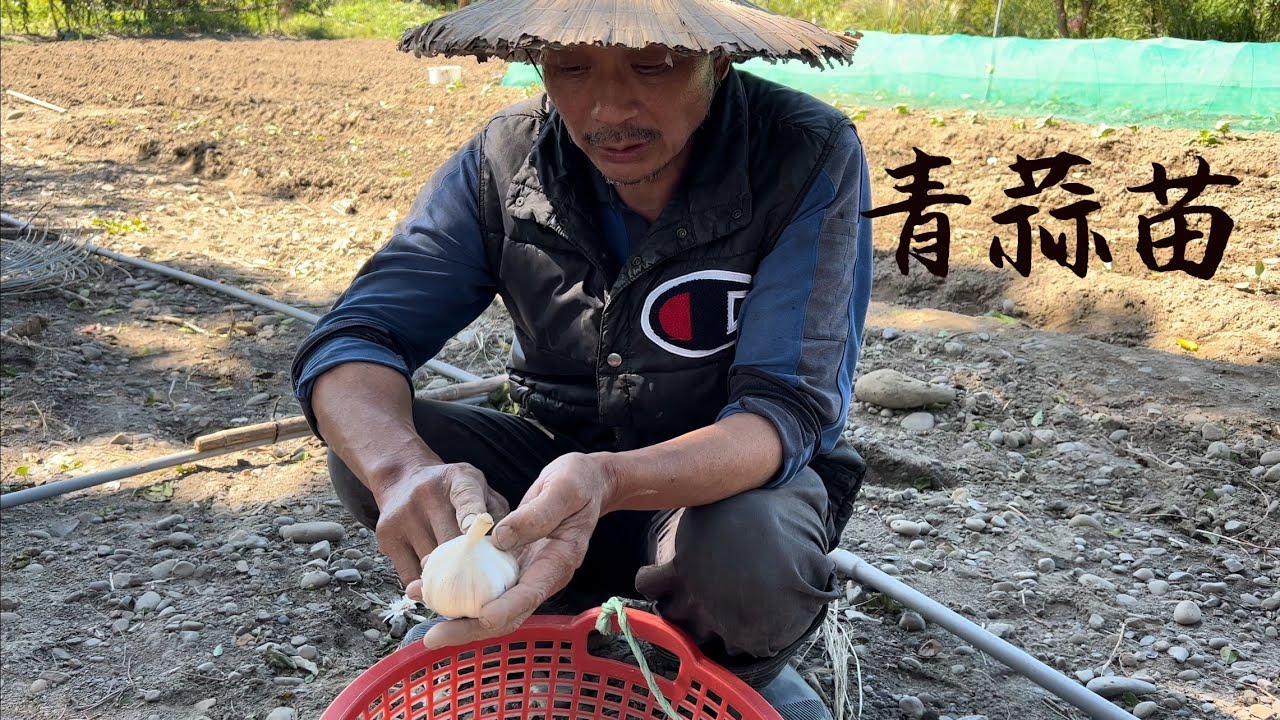 種青蒜苗～如何誘發出芽～播種前作業～種植過程重點