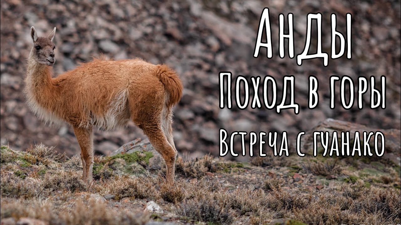 Аргентина. Анды. Поход в горы и встреча с гуанако &ndash; диким предком лам и альпак.