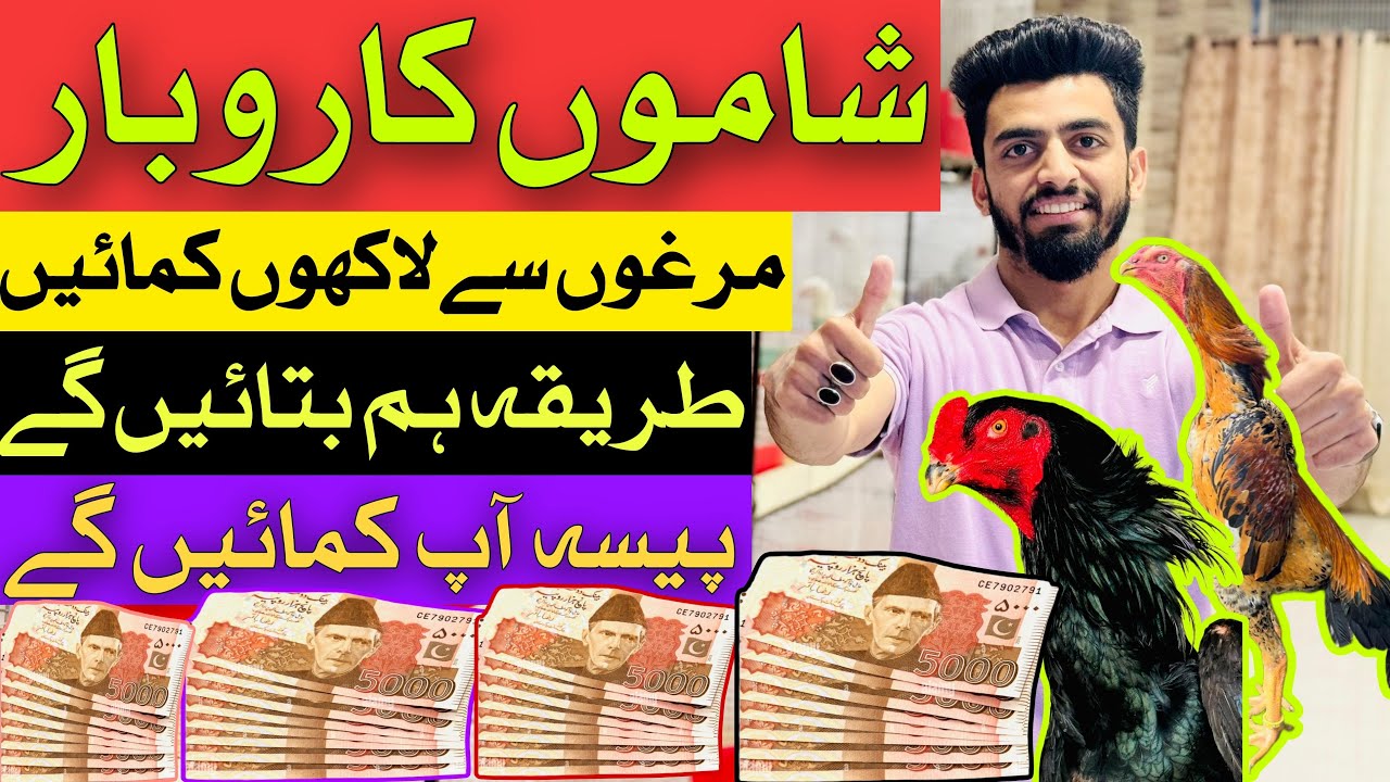 How to start SHAMO Business in Pakistan with Danish Arif GFB || Business Chain of GFB#shamo #chicken