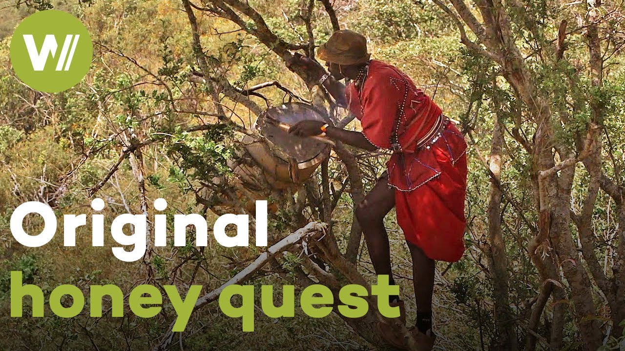 Bees as a necessity for the Yaaku population | Master of Bees (Kenya)