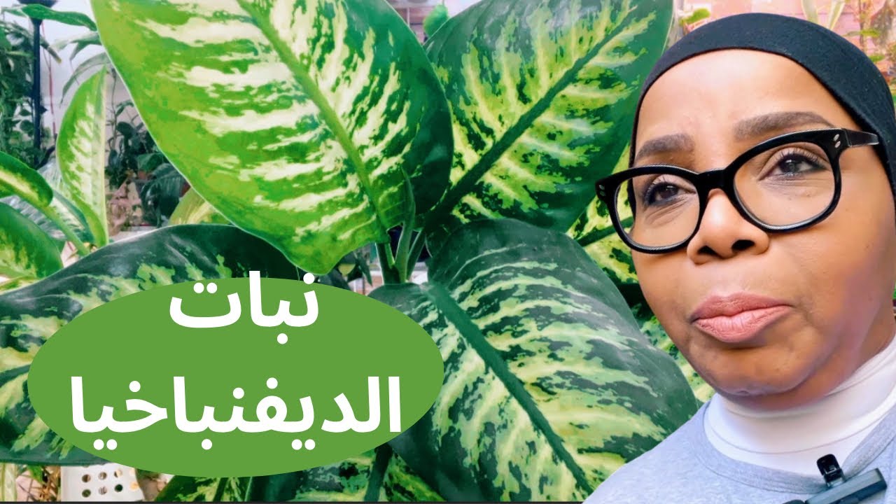 أسرار النباتات الداخلية: نبات الديفنباخيا