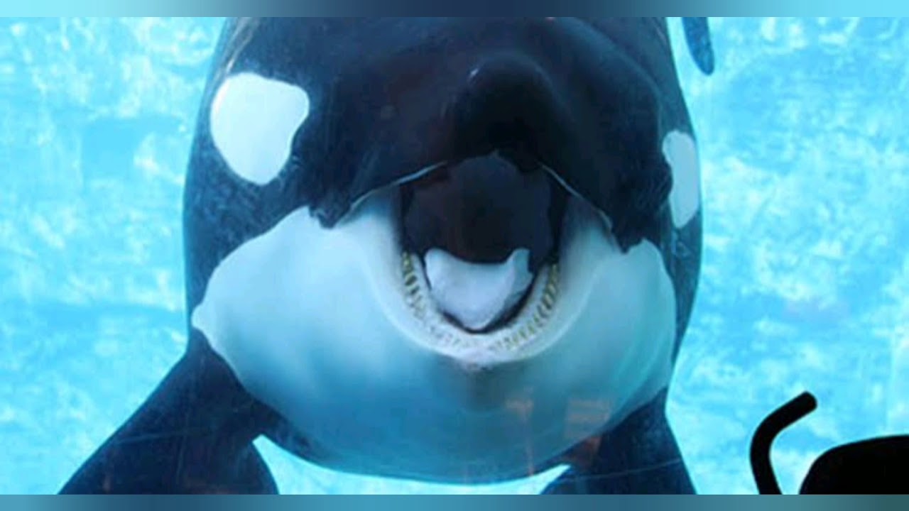 Em Homenagem a Tilikum