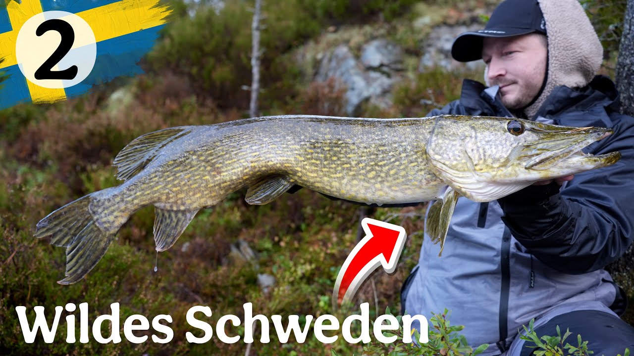 Gigantischer Raubfisch beim angeln in Schweden. Tour Abbruch, durch mentales Tief?