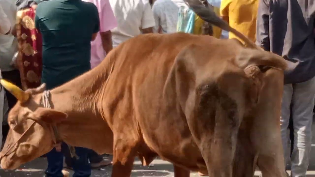 Cuddalore எஸ்என் சாவடி. புத்து கோயில். கும்பாபிஷேகம்❤️❤️