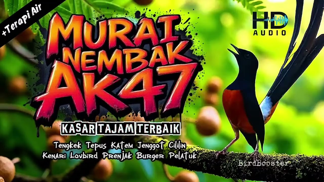 KRETEKAN EMOSI MURAI BATU GACOR NEMBAK ISIAN KASAR TAJAM!! (MASTERAN + TERAPI AIR)