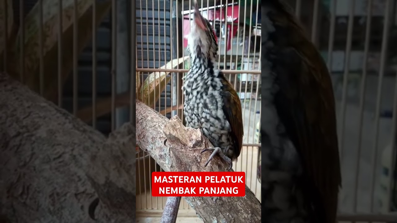 Masteran mewah pelatuk nembak panjang  #masteranburung #muraibatu #masteranmuraibatu #pelatukgacor