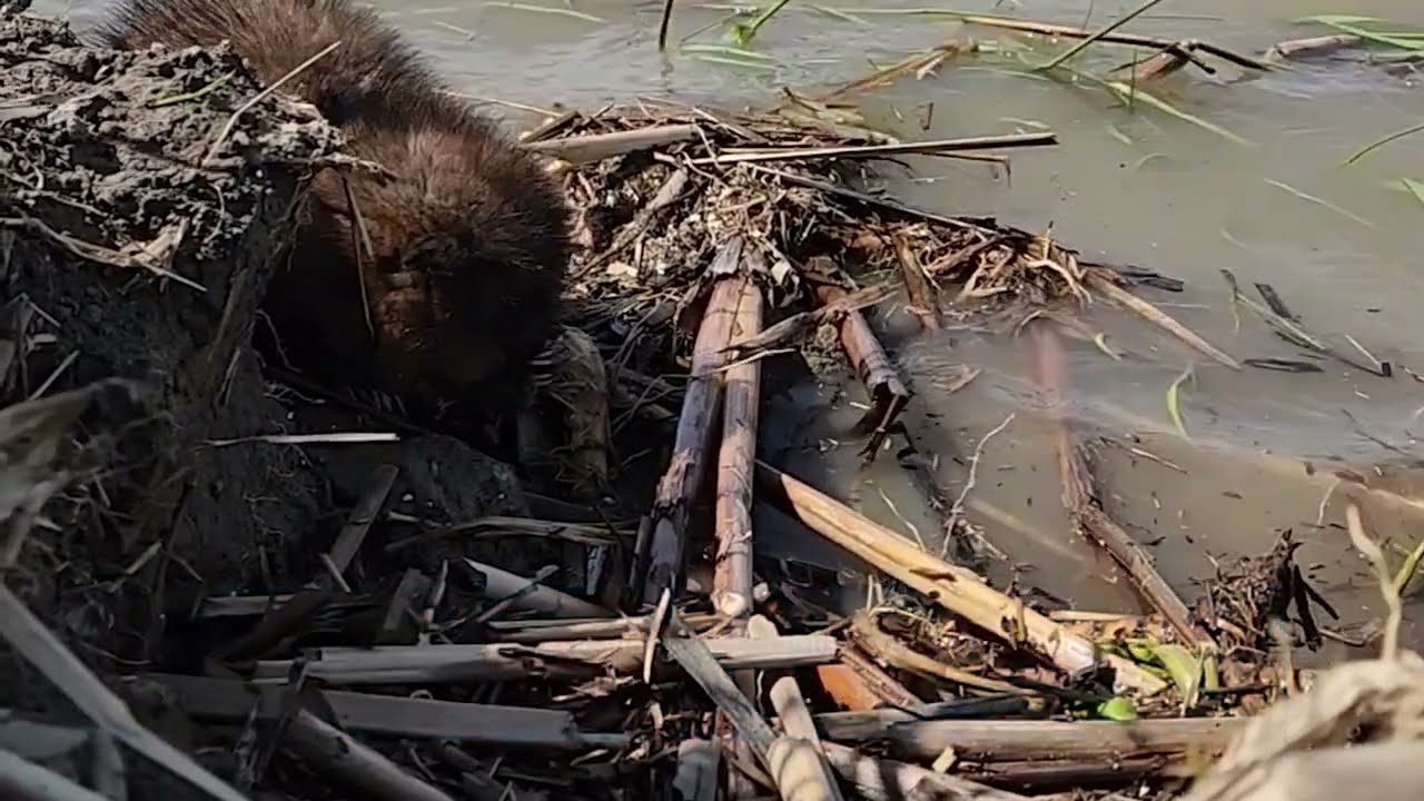 Northern Montezuma Wildlife Management Area Wetlands Enhancement