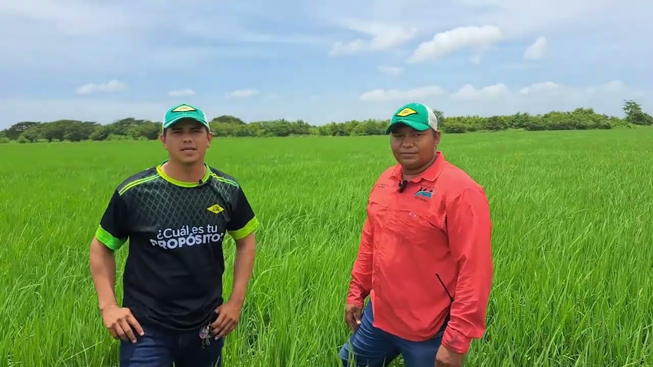 Control efectivo de malezas en arroz