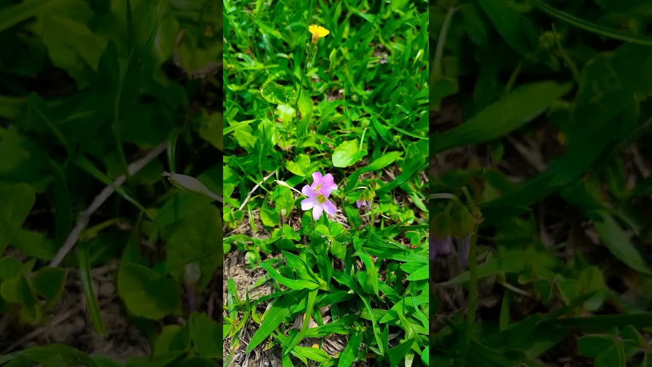 A beleza da natureza.