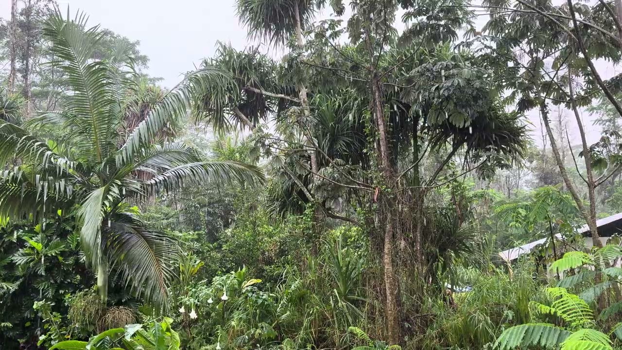 jungle rain in hawaii. ASMR 