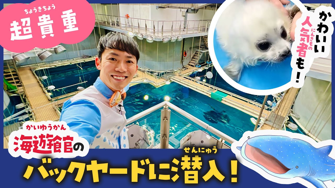 普段は入れない！海遊館が100倍楽しくなる水族館バックヤードツアー ジンベエザメ〜バックヤード編 / 大阪観光 kaiyukan aquarium osaka