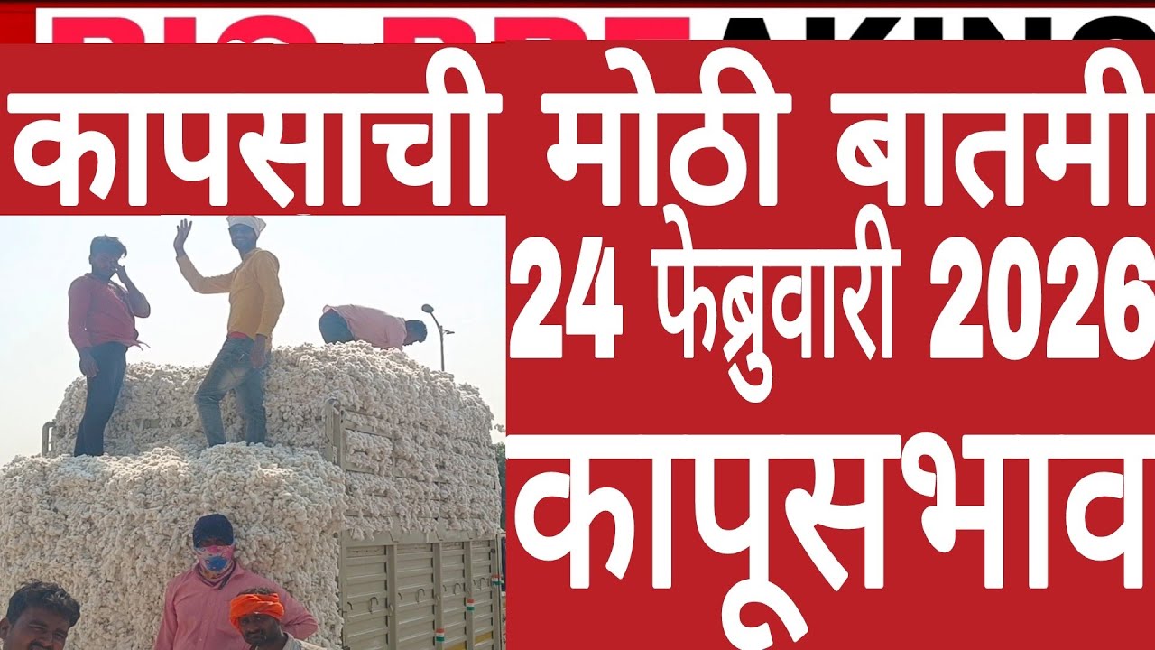 24 फेब्रुवारी 2026 मंगळवार राज्यातील कापूसशेतकऱ्यांसाठी सर्वातमोठी ब्रेकिंग न्यूज आजचे ताजे कापूसभाव