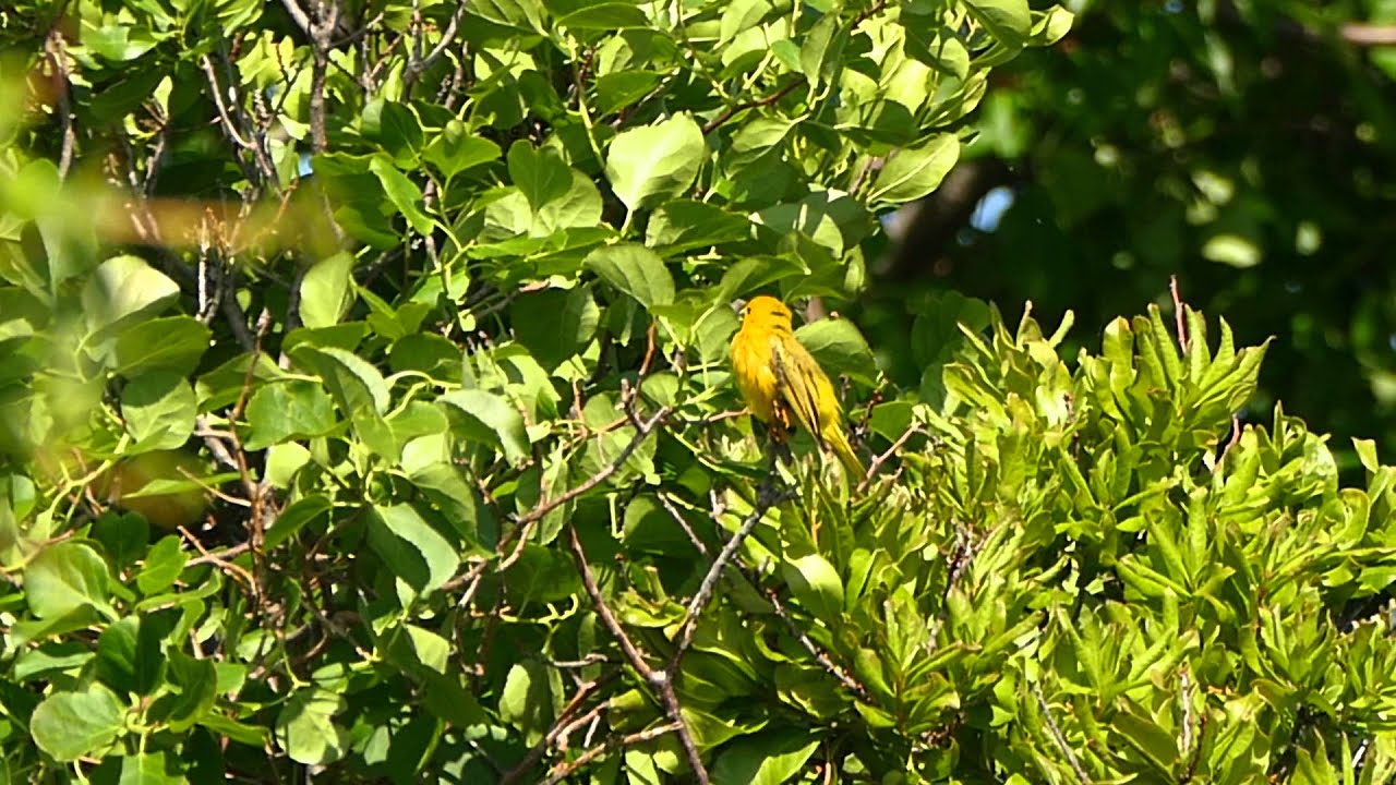 Yellow warbler singing