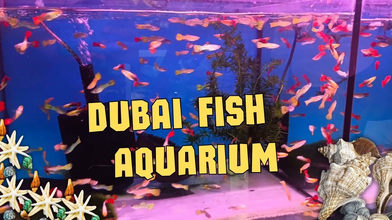Dubai Fish Aquarium Shop Vlog | Al Karama | May Fish & Fresh Flowers