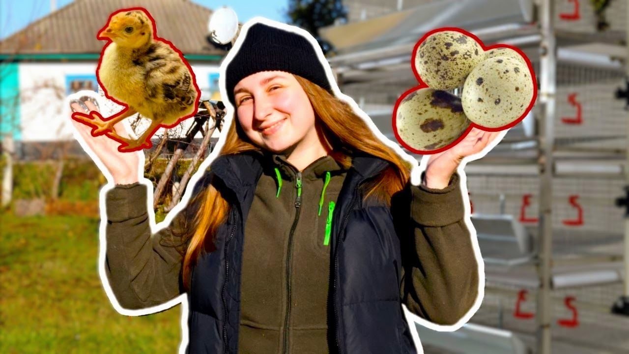 Від яйця до перепілки | Завели перепілок в домашніх умовах