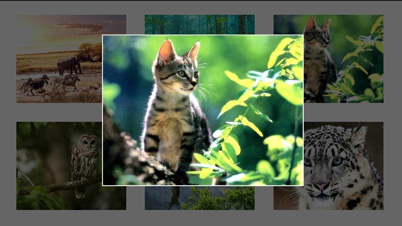 Как создать галерею изображений с помощью HTML, CSS и Javascript | Галерея Lightbox