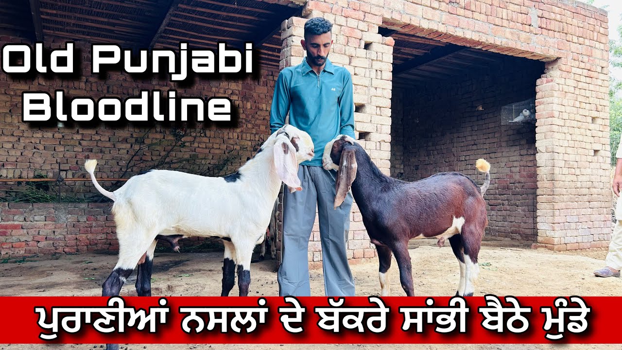 ਬੀਟਲ ਬੱਕਰਿਆਂ ਚ ਡੱਬਾ ਰੰਗ ਸਾਂਭੀ ਬੈਠੇ ਆ ਮਿੱਠੜੀ ਵਾਲੇ ਮੁੰਡੇ । OLD BLOODLINE BEETAL BAKRA 