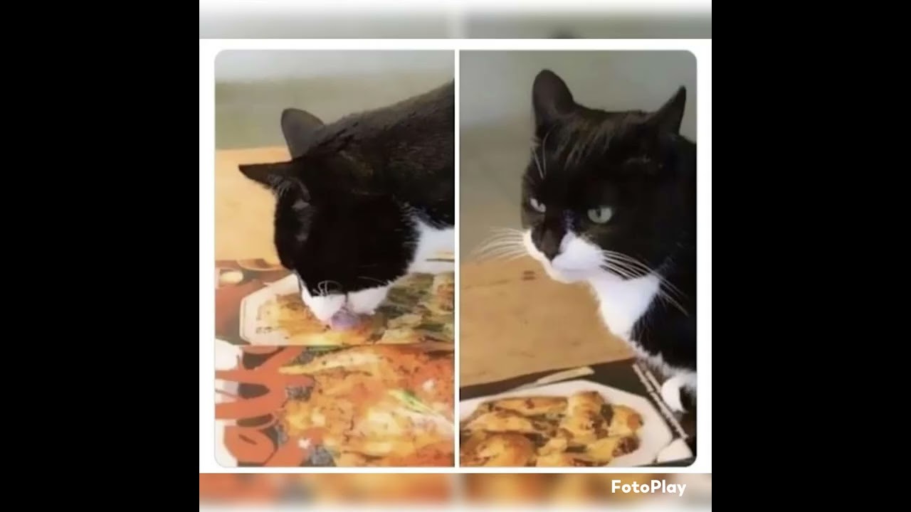 Hilarious Cat Memes And Pics That Prove They’re The Best Antidote To Stress