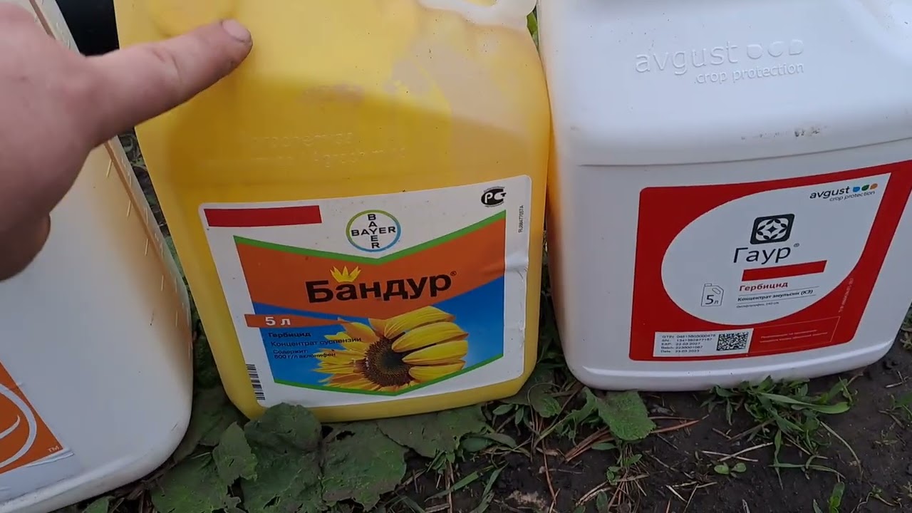 Почвенные гербициды для лука и чеснока