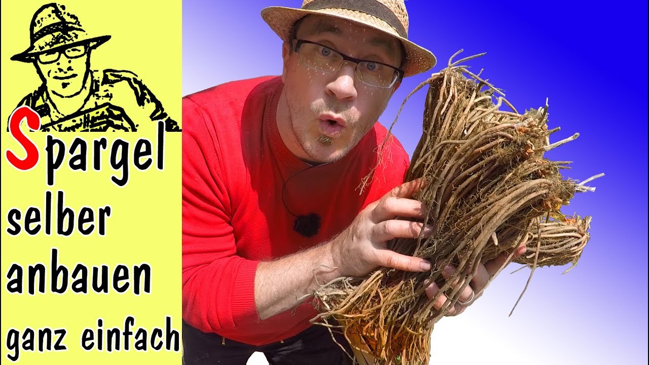 Spargel anpflanzen: Ganz einfach!