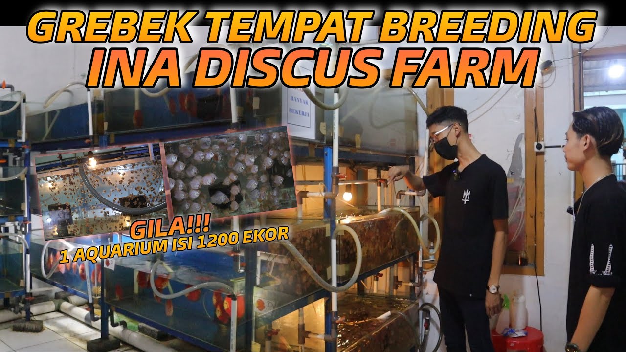 GREBEK TEMPAT BREEDING, INA DISCUS FARM!!! FARM TERBESAR DI INDONESIA!!!